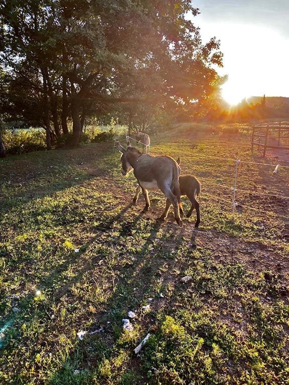 Centre Mediation Equine La Daouste Villa Jouques ภายนอก รูปภาพ