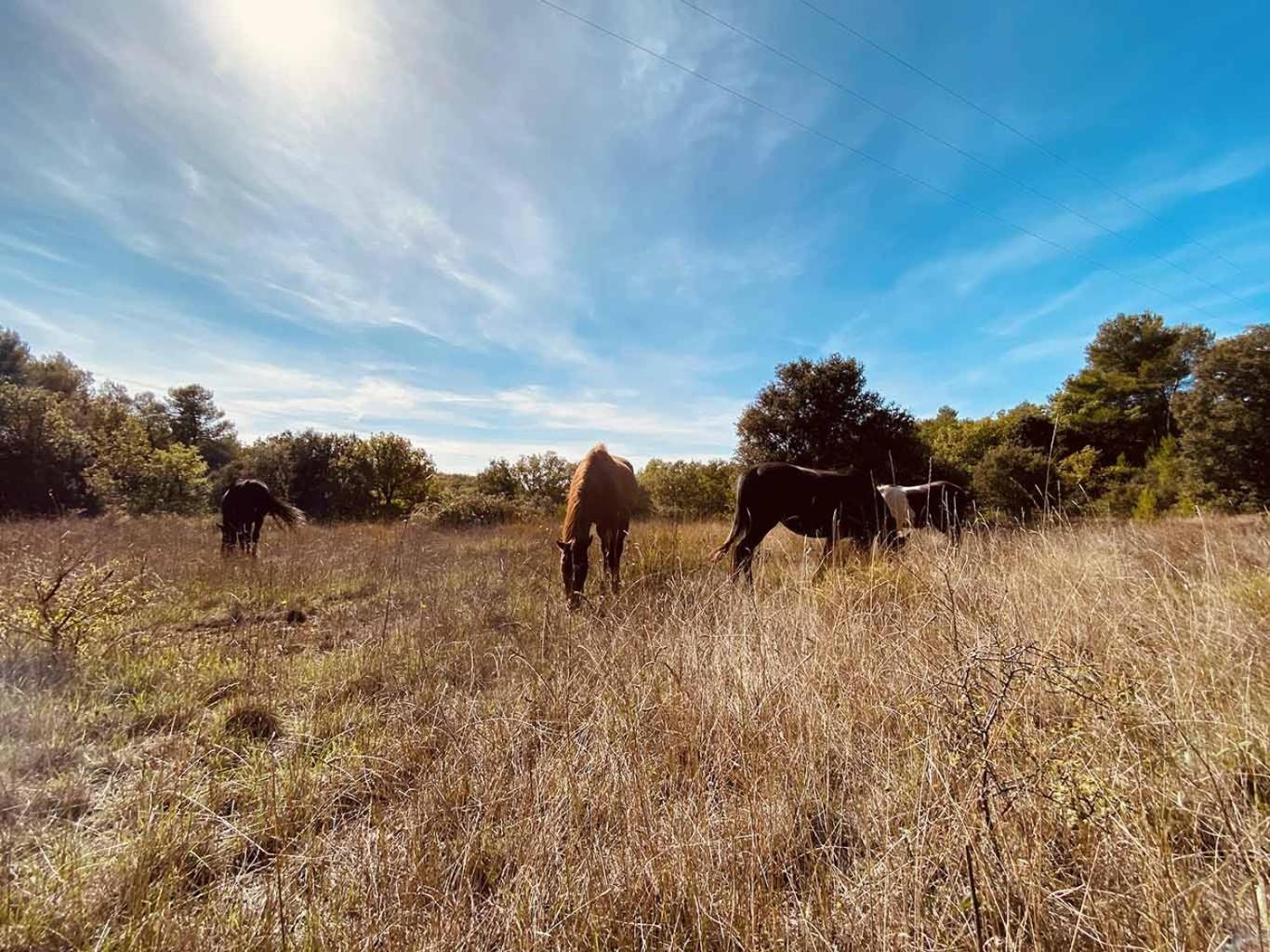 Centre Mediation Equine La Daouste Villa Jouques ภายนอก รูปภาพ